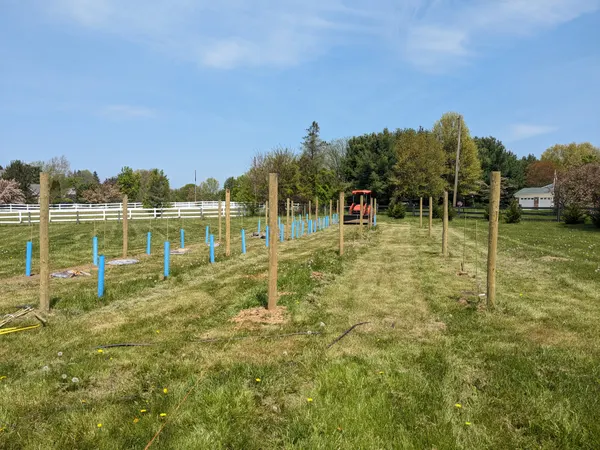 Posts set and first vines planted