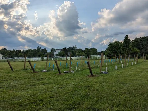 All vines planted
