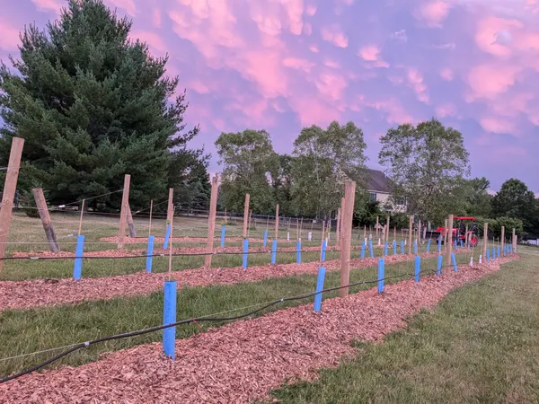 Freshly mulched vineyard at sunset