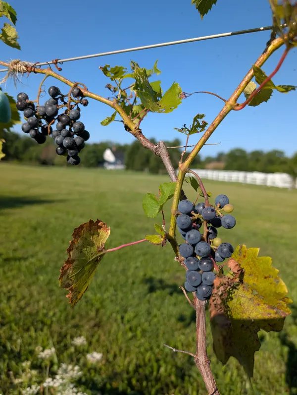 First grapes
