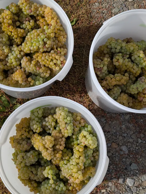 Harvested grapes